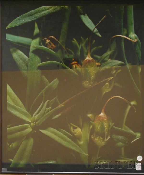 American School, 20th Century Linaria Vugaris [But: American School, 20th Century Linaria Vugaris [Butter and Eggs or Common Toadflax], 1993. Signed and dated "Eric Shultz '93" l.r., identified and dated "...Eric Shultz..." on the revers