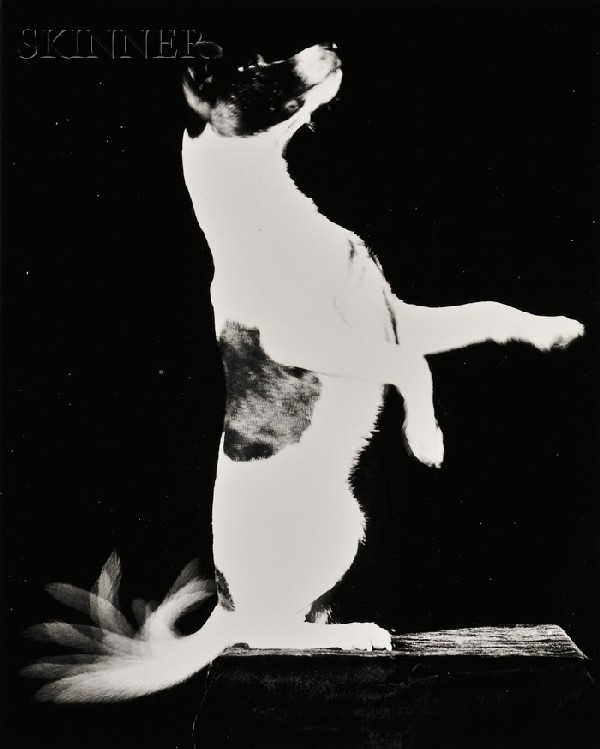 Harold Eugene Edgerton (American, 1903-1990) Untit: Harold Eugene Edgerton (American, 1903-1990) Untitled (Happy Terrier). Signed "Harold Edgerton" in ink on the reverse. Gelatin silver print, 10 x 8 in. (25.4 x 20.3 cm), unmatted, unframed. Condition: