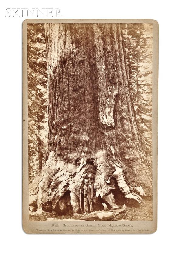 Carleton E. Watkins (American, 1829-1916) Section: Carleton E. Watkins (American, 1829-1916) Section of the Grizzly Giant, Mariposa Grove. Identified in text beneath the image on the mount. Albumen print, 8 ? x 5 3/8 in. (21.5 x 13.5 cm), matted, unfr