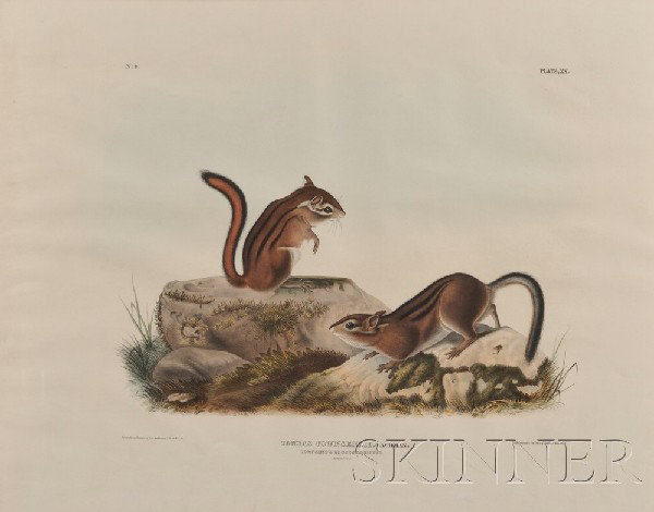 Audubon, John James (1785-1851), Towsend's Ground: Audubon, John James (1785-1851), Towsend's Ground Squirrel, plate XX from Viviparous Quadrupeds of North America, 1843, lithograph printed by J.T. Bowen, Philadelphia, 27 x 21 1/4 in., framed, (subtle