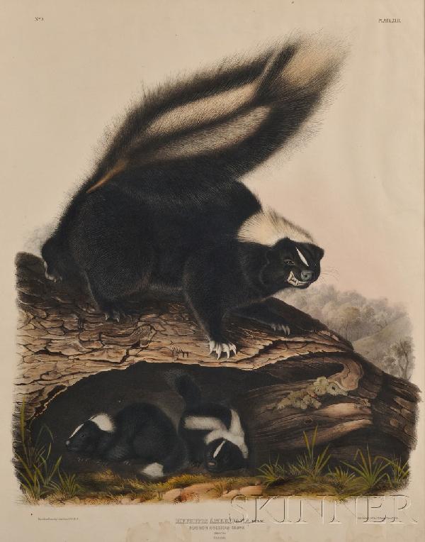 Audubon, John James (1785-1851), Common American : Audubon, John James (1785-1851), Common American Skunk, plate XLII from Viviparous Quadrupeds of North America, 1844, lithograph printed by J.T. Bowen, Philadelphia, 27 by 21 1/4 in., framed, (waterst