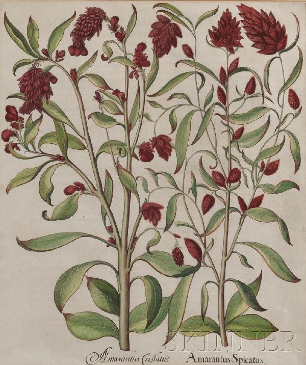 Besler, Basilius (1561-1629), Three Botanical engr: Besler, Basilius (1561-1629), Three Botanical engravings taken from Hortus Eystettensis sive diligens et Accurata Omnium Plantarum..., Eichstatt & Nuremberg, 1613, comprising Acanthus Spinosus, Fraxin