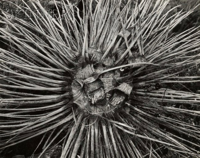 Walter Chappell (American, 1925-2000) Expire (sic): Walter Chappell (American, 1925-2000) Expire (sic) Yucca, Big Sur, 1964, printed 1964. Signed and dated "WALTER CHAPPELL 1964" in pencil on the mount, titled and dated in pencil on the reverse of the