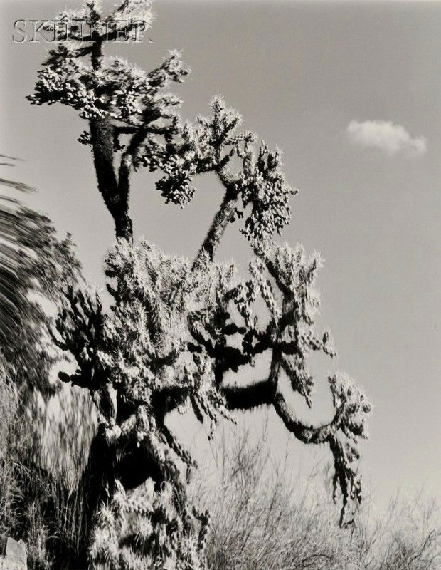 Elisabeth Sunday (American, b. 1958) Lot of Two Im: Elisabeth Sunday (American, b. 1958) Lot of Two Images: Cholla, 1985, edition of 35; and Ocotillo, 1986, edition of 35. Both signed, titled, dated, and numbered "Elisabeth Sunday