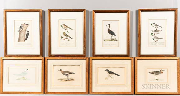 Eight Ornithological Prints, late 19th century, including sociable plover, artic tern, red-necked: Eight Ornithological Prints, late 19th century, including sociable plover, artic tern, red-necked phalarope, and blackcap, all framed, 13 x 11 in.