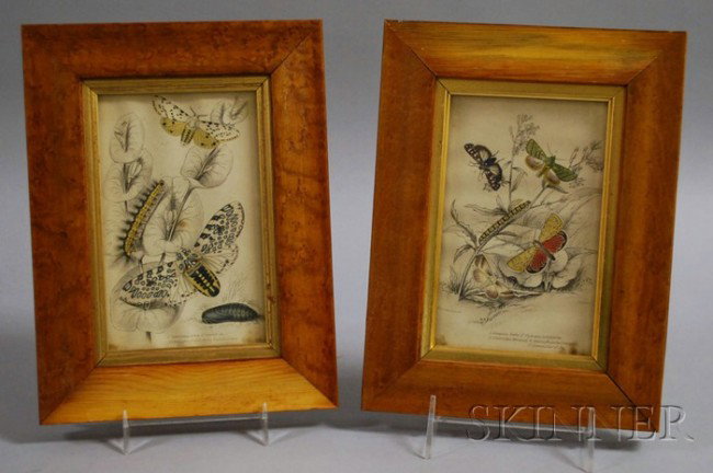Set of Four Bird's-eye Maple Veneer Framed 19th Ce: Set of Four Bird's-eye Maple Veneer Framed 19th Century Hand-colored Lithograph Moth Specimen Plates, overall 9 1/4 x 7 in.