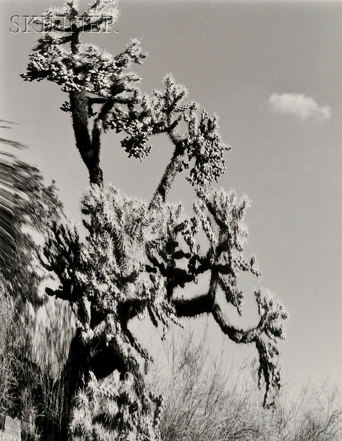 Elisabeth Sunday (American, b. 1958) Two Images: C: Elisabeth Sunday (American, b. 1958) Two Images: Cholla, 1985, edition of 35; and Ocotillo, 1986, edition of 35. Both signed, titled, dated, and numbered "Elisabeth Sunday..." in