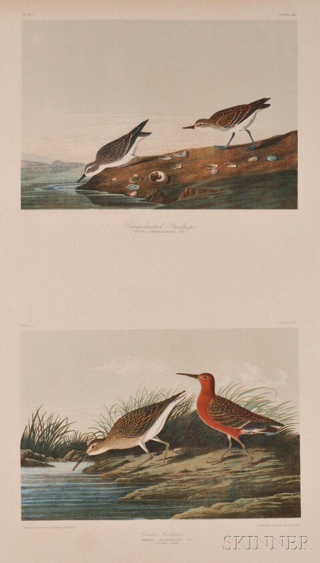 Audubon, John James (1785-1851), Semipalmated Sand: Audubon, John James (1785-1851), Semipalmated Sandpiper and Curlew Sandpiper, plate 10-9, 101-10, chromolithograph printed by J. Bien, New York, 1860, the full sheet, 39 1/2 by 26 3/4 in., (binding ho