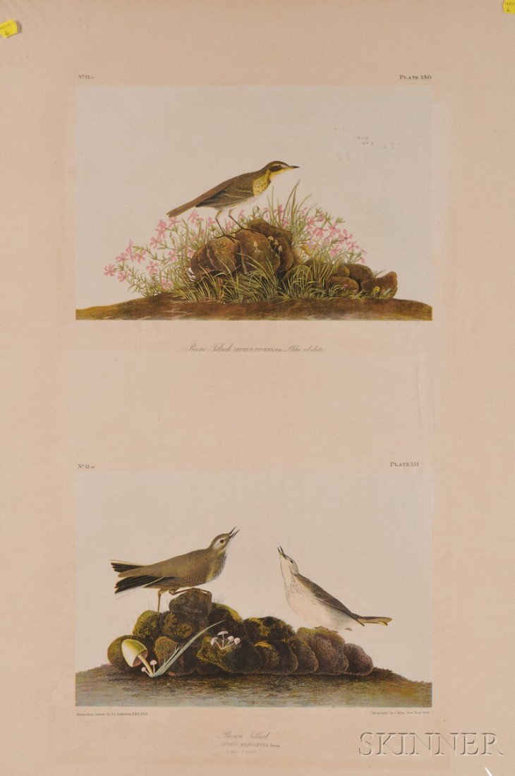 Audubon, John James (1785-1851), Prairie Titlark a: Audubon, John James (1785-1851), Prairie Titlark and Brown Titlark, plate 12-9, 12-10 from Birds of America, second folio edition, chromolithograph printed in colors by J. Bien, 1860, the full sheet, 
