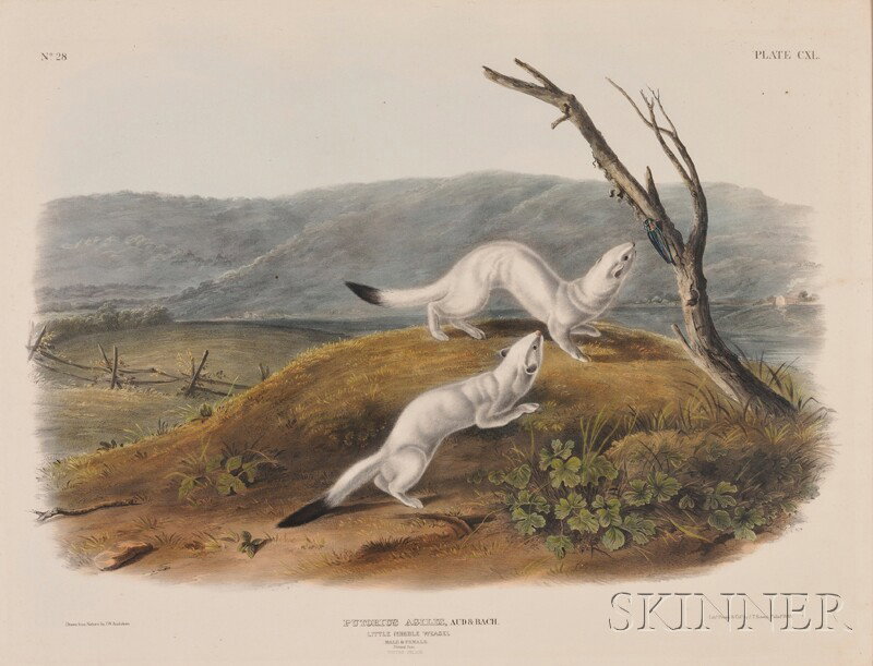 Audubon, John Woodhouse (1819-1862), Little Nimble: Audubon, John Woodhouse (1819-1862), Little Nimble Weasel, plate CXL from The Viviparous Quadrupeds of North America, lithograph printed in colors by J.T. Bowen, Philadelphia, 1848, folio, the full sh