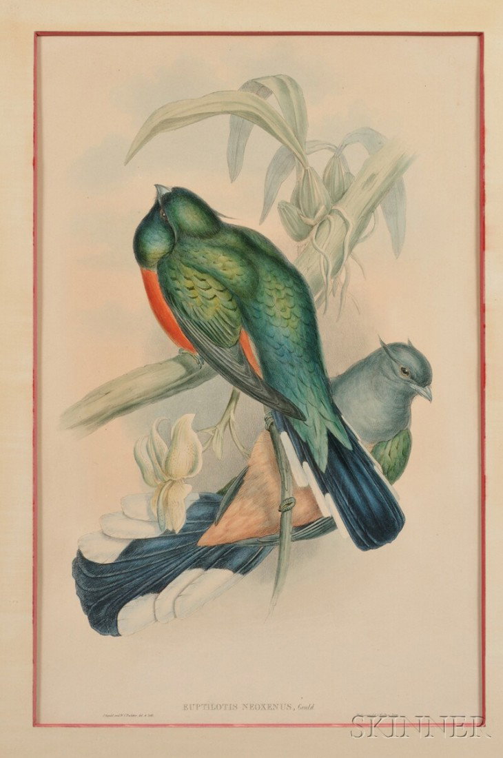 (Ornithological), Gould, John & Richter, H.C., Wel: (Ornithological), Gould, John & Richter, H.C., Welcome Trogon-Euptilotis Neoxenus, taken from A Monograph of the Trogonidae, or Family of Trogons, London, 1835-1838, lithograph printed in colors, matt