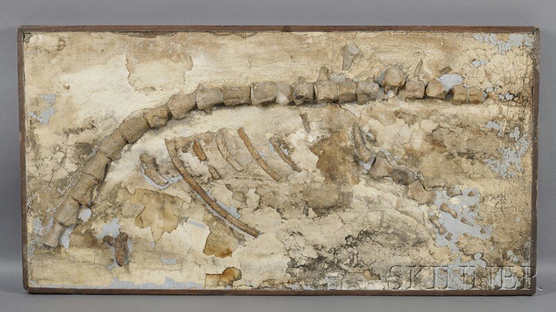 Large Fossil Skeleton Consisting of vertebrae, rib: Large Fossil Skeleton Consisting of vertebrae, ribs, and foot bones laid in a large plate, 55 x 28 1/2 x 2 in.