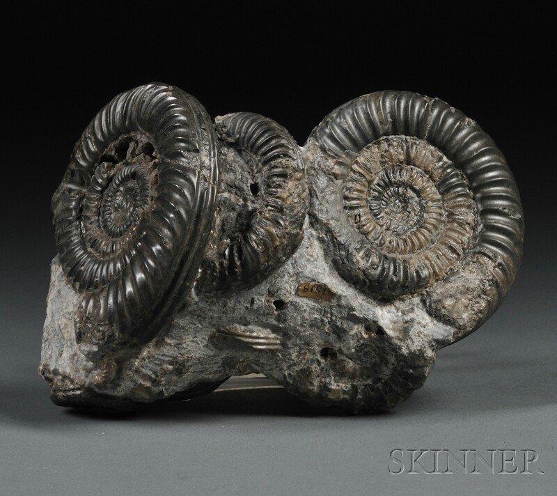 Ammonite Group Lyme Regis, Dorset, England Lower Ju: Ammonite Group Lyme Regis, Dorset, England Lower Jurassic Blue Lias Ammonites bisulata, 5 1/2 x 3 1/2 x 3 in. Provenance: Bryce McMurdo Wright, catalogue label No. 1318; John Cummings, Woburn Public L