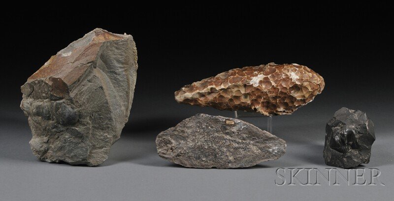 Group of Fossils Including Trilobites, a Chalcedon: Group of Fossils Including Trilobites, a Chalcedony and an Amblypterus, lg. from 3 to 8 1/2 in.