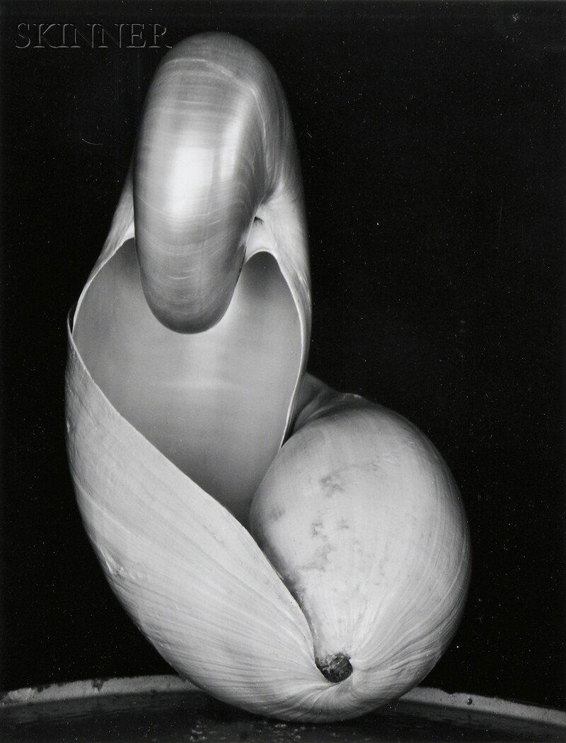 Edward Weston (American, 1886-1958) Shell, 1927, a late: Edward Weston (American, 1886-1958) Shell, 1927, a later printing made by Cole Weston. Stamped and signed "Cole Weston" in pencil on the reverse of the mount. Gelatin silver print on paper, image/shee