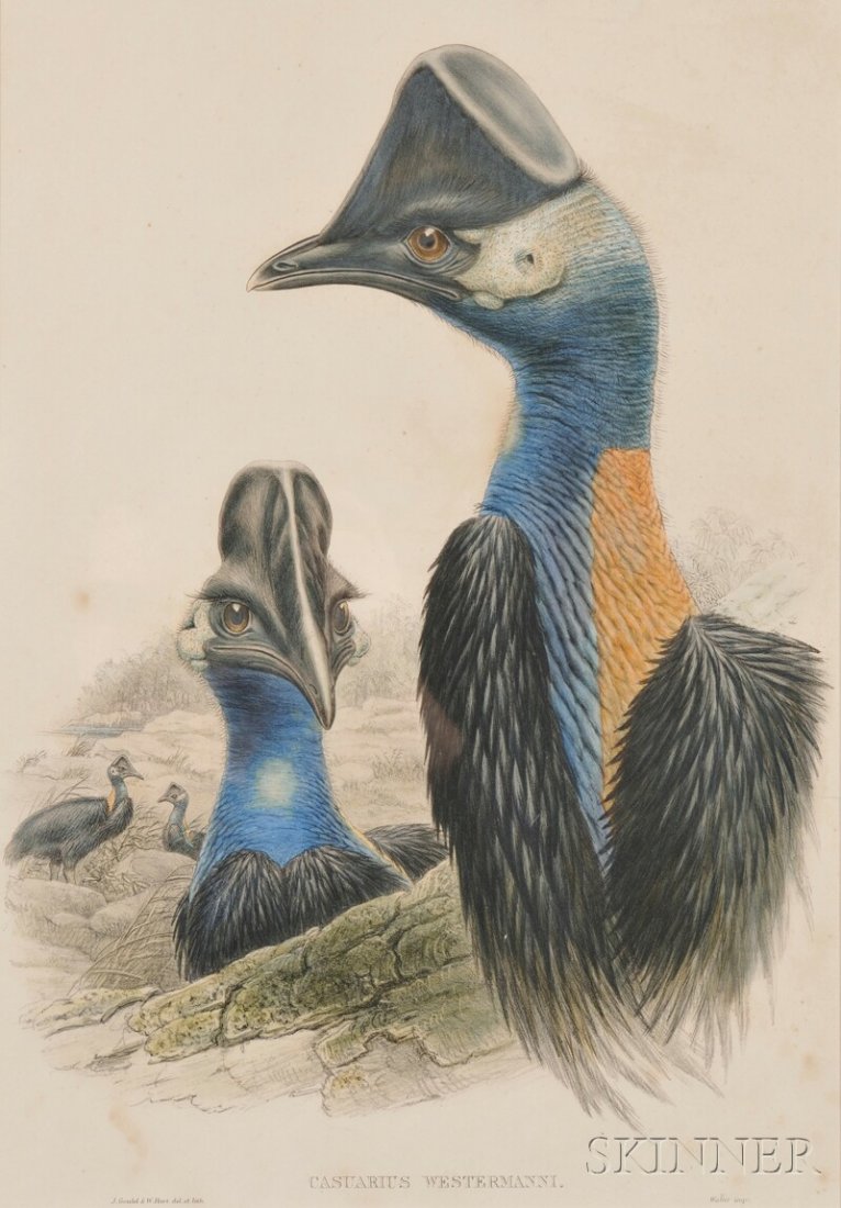 Gould, John (1804-1881) Casuarius Westermanni. [fr: Gould, John (1804-1881) Casuarius Westermanni. [from] The Birds of New Guinea. London: Walter, 1875-1888. Hand-colored lithograph, matted and framed, with 13 1/2 x 19 in. of the sheet visible. Westerm