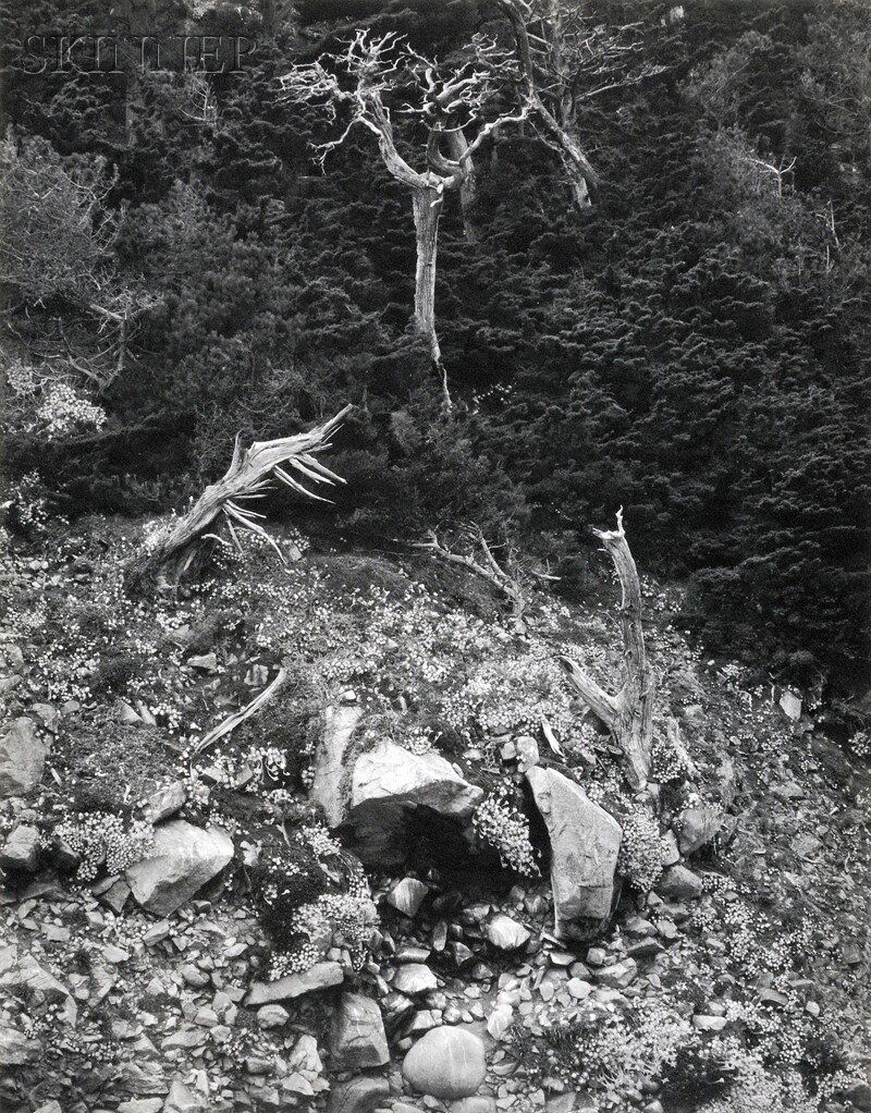 Edward Weston (American, 1886-1958) Point Lobos, 1: Edward Weston (American, 1886-1958) Point Lobos, 1946, a later printing made by Cole Weston. Stamped and signed "Cole Weston" in pencil on the reverse of the mount. Gelatin silver print on paper, imag