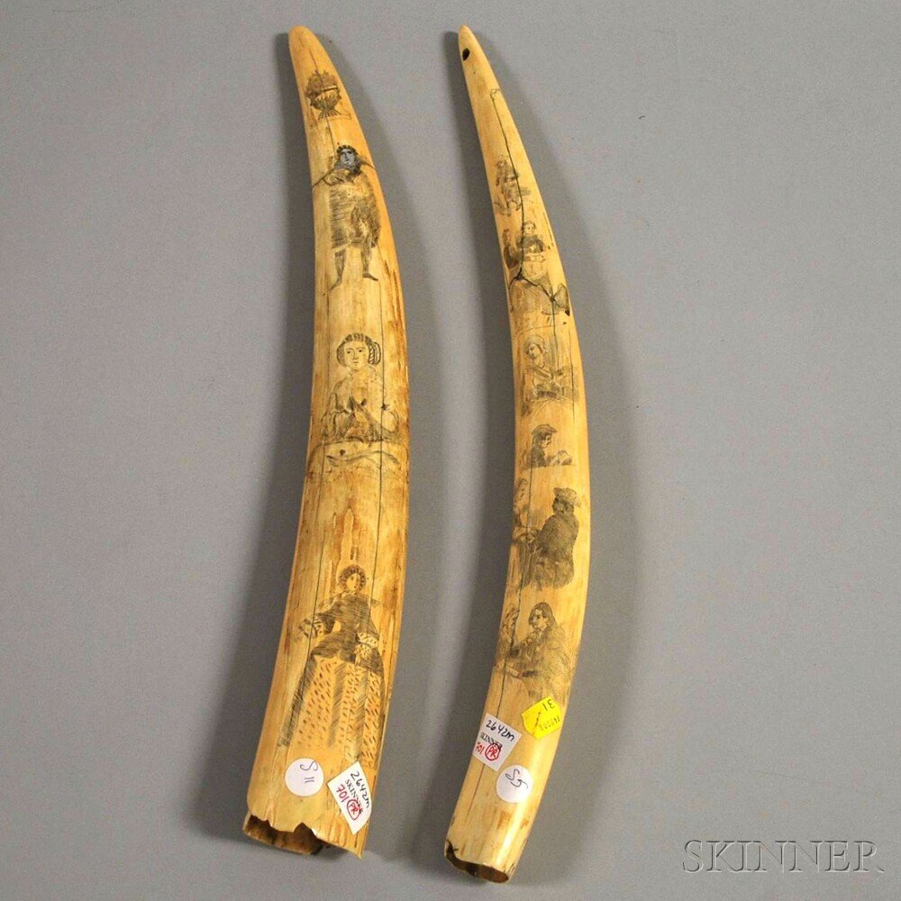 Two Scrimshawdecorated Walrus Tusks, with engraved por