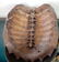 Turtle Shell - 2