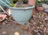 Garden - 4