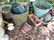 Garden - 5