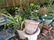 Garden - 6