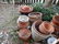 Garden - 4