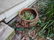 Garden - 4
