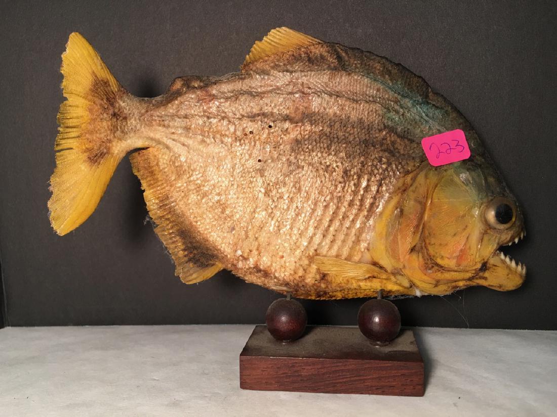 Taxidermy Piranha Fish on Wood Base