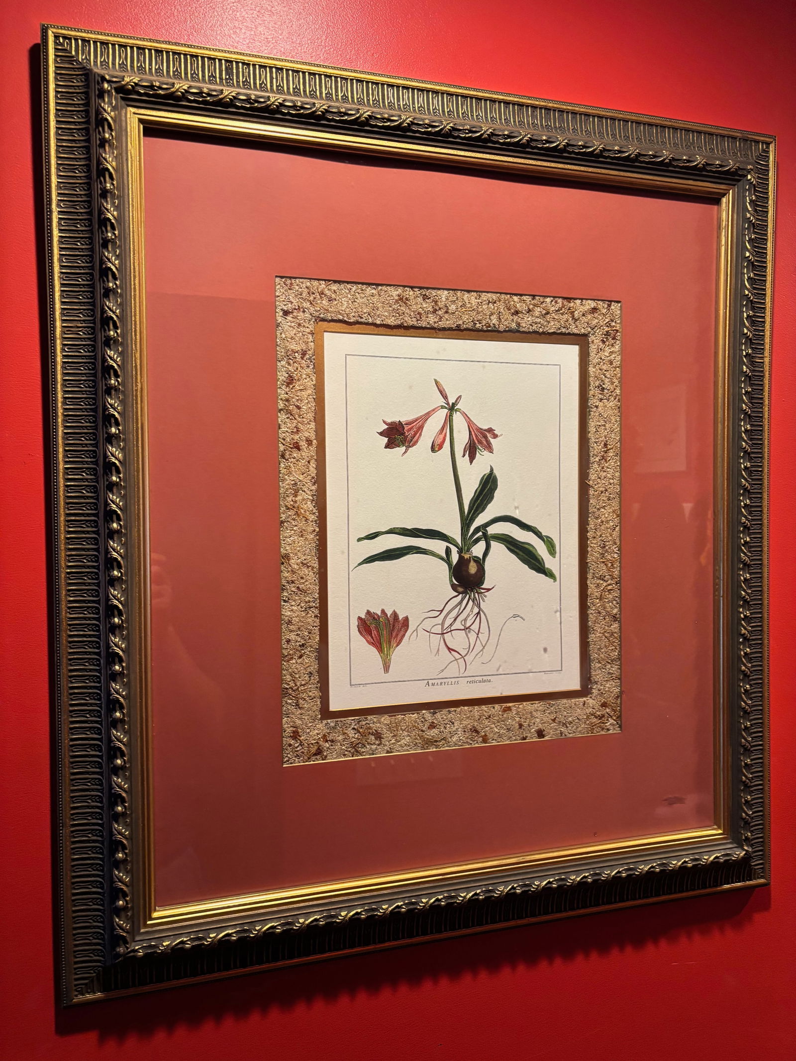 Framed 18th C. French Engravings of botanical titled Amaryllis Reticulata: This botanical illustrations are hand-colored prints created during the 18th centuries. The inscriptions “Preissin del.” (short for delineavit, meaning “drawn by”) ; and “Matsure scu