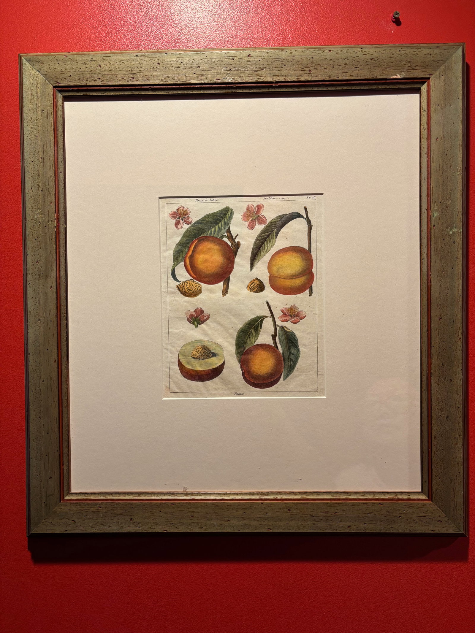 Framed 18th C. French Engravings of Fruits titled (1 of 8)