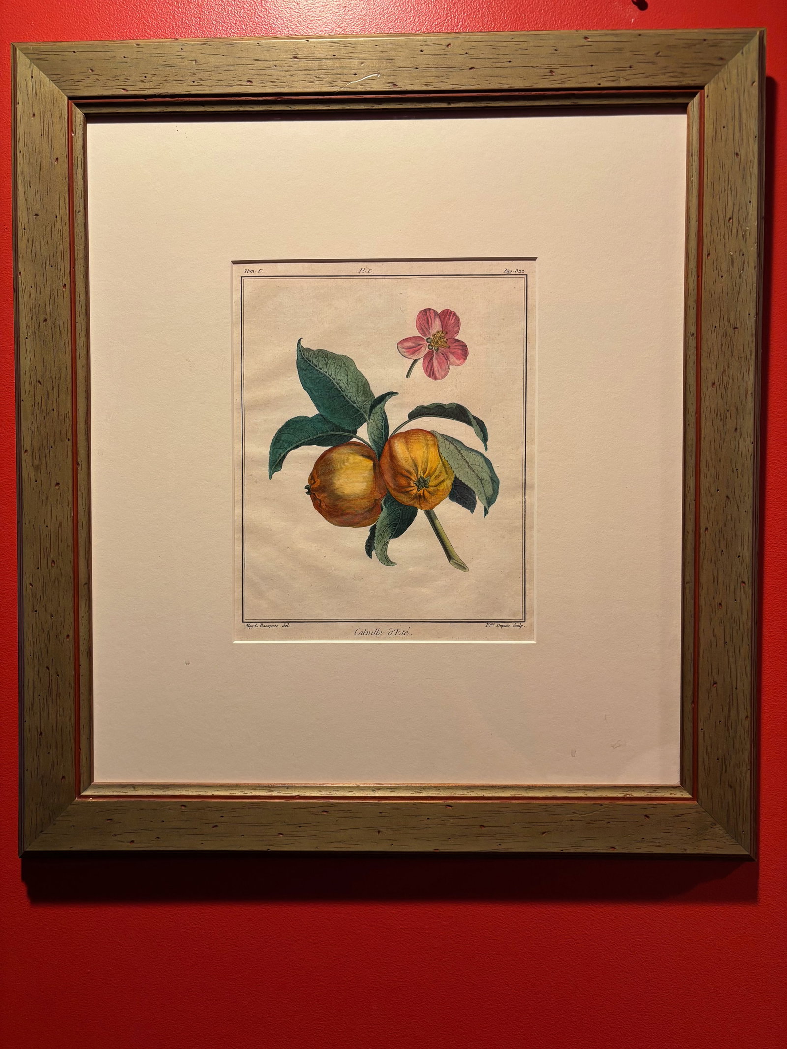 Framed 18th C. French Engravings of Fruits titled: French hand-colored copper plate engraving of fruits, ca. 1780.Plate number identified above.Dimensions?frame: 22”x 20”