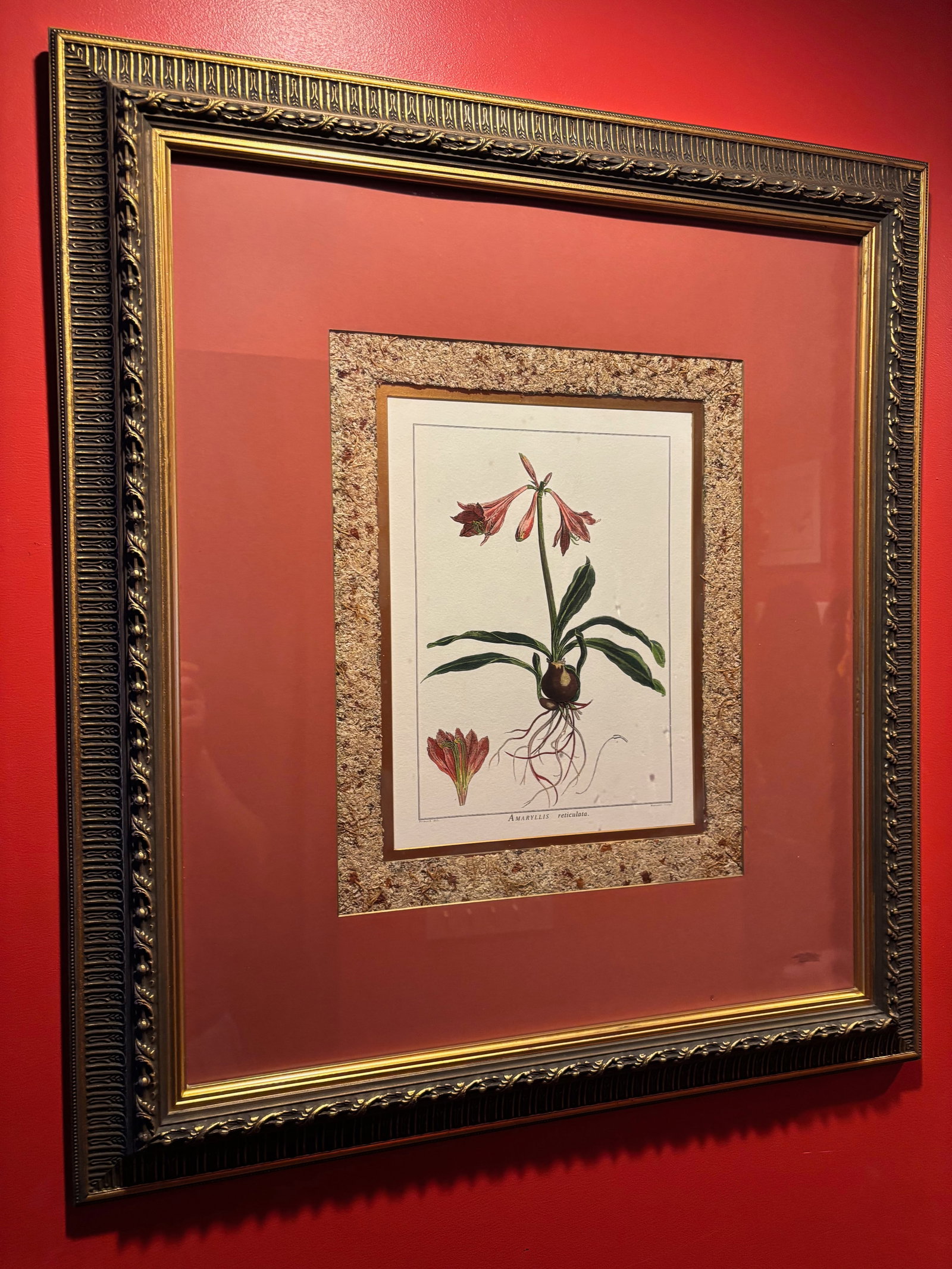 Framed 18th C. French Engravings of botanical titled Amaryllis Reticulata (1 of 8)