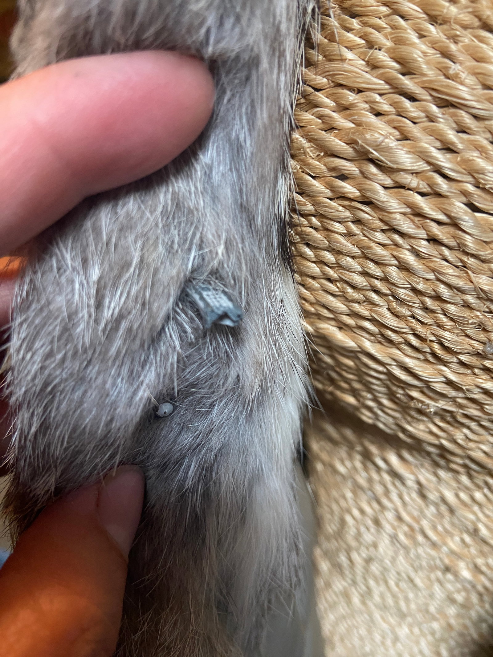Vintage Rabbbit Fur Jacket - 5