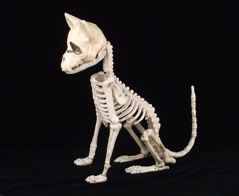 Mint Faux Cat Skeleton Life Size (1 of 5)