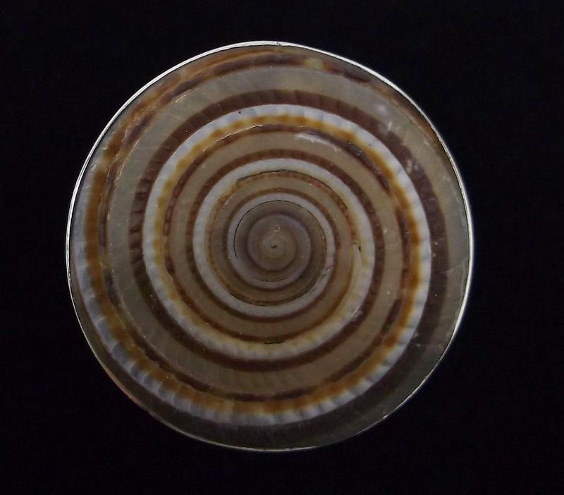 Stunning Vintage Sterling Silver Shell Ring Size 7 (1 of 2)