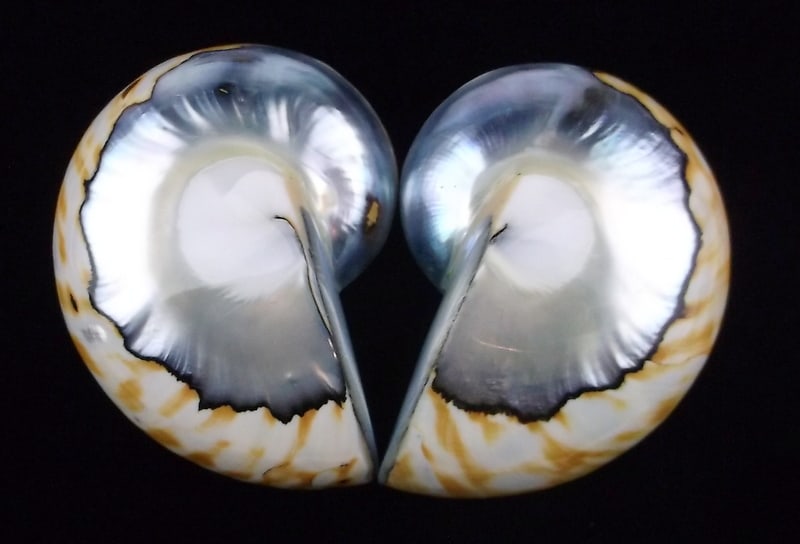 Mint Vintage Big Abalone Shell Earrings (1 of 3)
