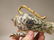 Beautiful Cloisonné Teapot - 2