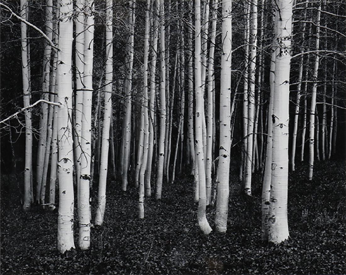 Photograph, John Sexton: John Sexton (American, b. 1953), Aspens; Conway Summit, 1978, gelatin silver print, pencil signed lower right, dated lower left, image/sheet: 10.25"h x 13"w, overall (with frame): 16.25"h x 20.25"w.