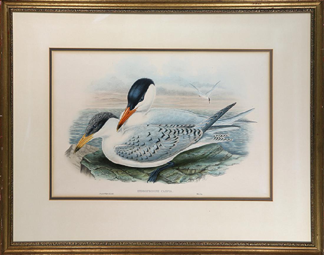 Print, John Gould (1 of 1)