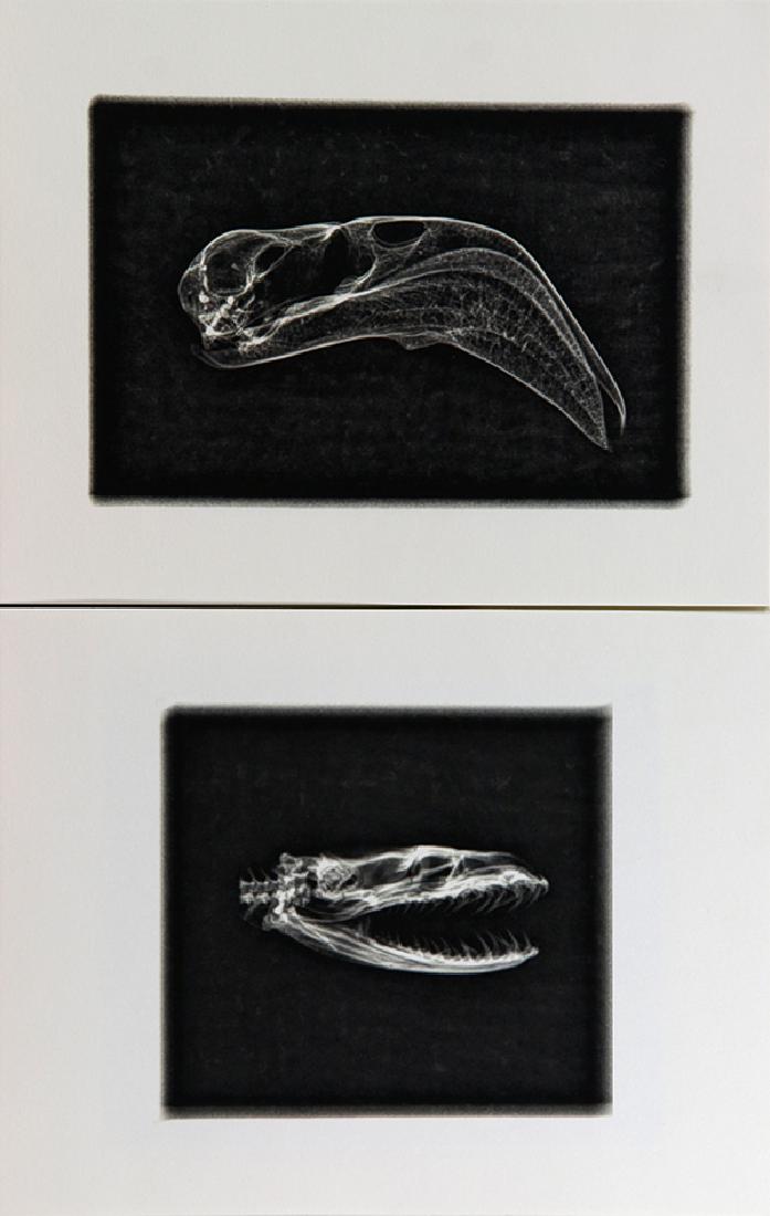 Assorted Prints of Animal Skull X-Rays (1 of 11)