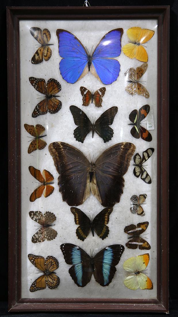 Framed butterfly specimens, in various sizes and (1 of 1)