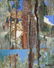 Painting, Dorr Bothwell