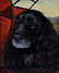 Painting, Dorr Bothwell