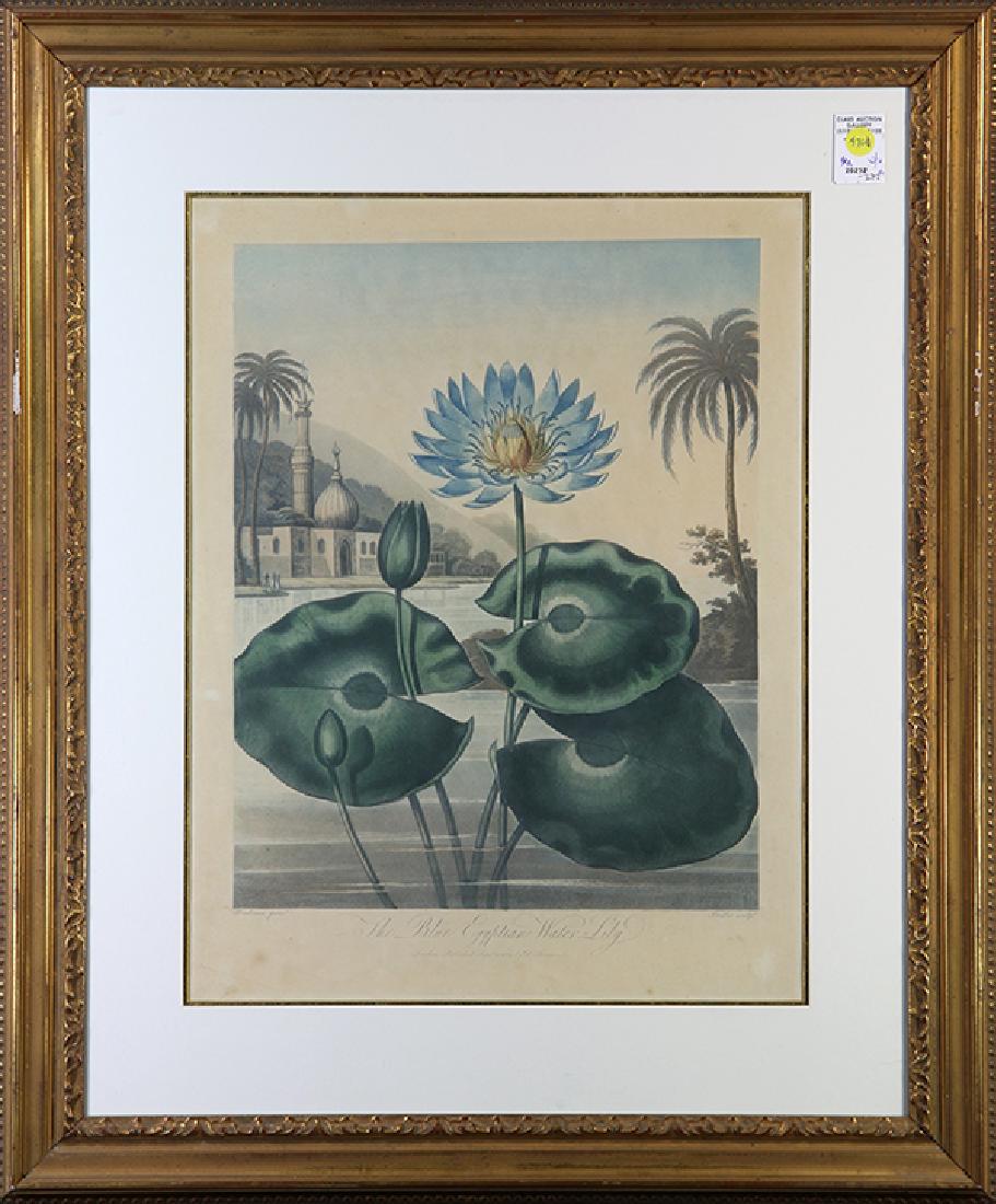 Assorted Botanical and Fruit Prints (1 of 6)