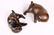 Japanese Bronze Puppies - 6