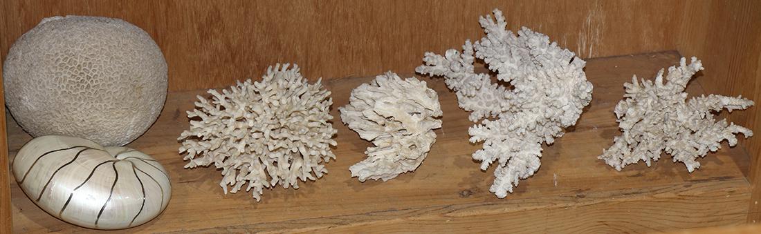 One shelf of natural shells and coral (1 of 1)