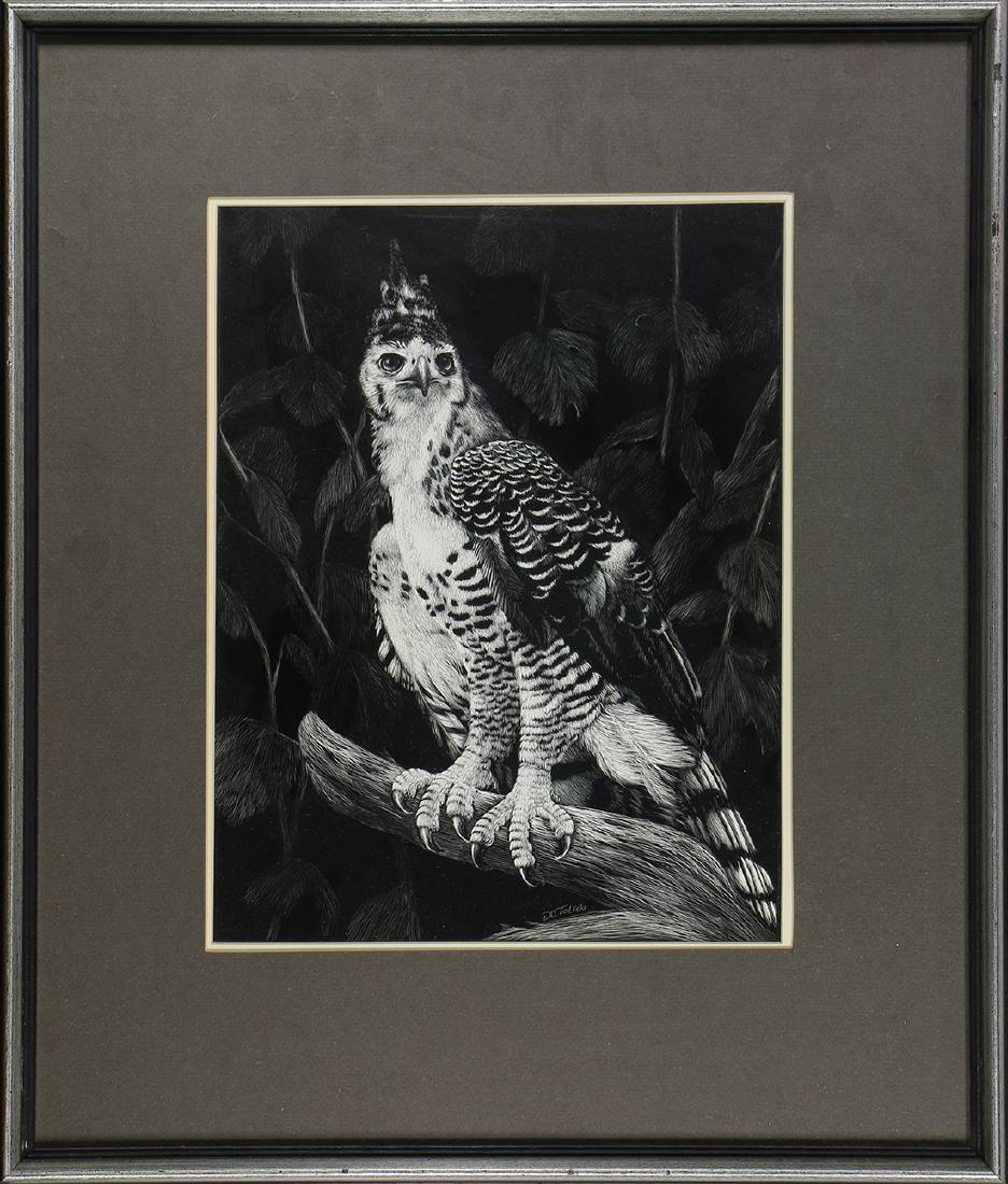 Print, Daniel C. Toledo, Hawk (1 of 1)