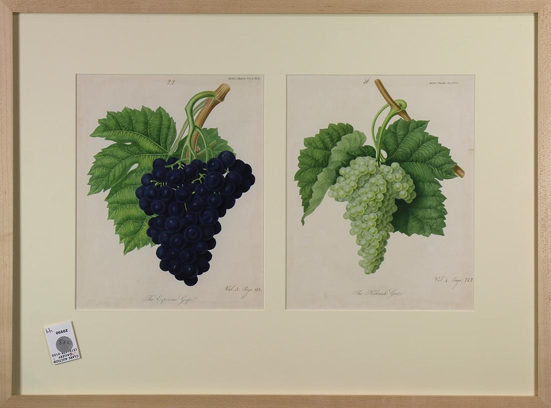 Prints, Pleasant Valley Vineyards, New York, Grape (1 of 4)