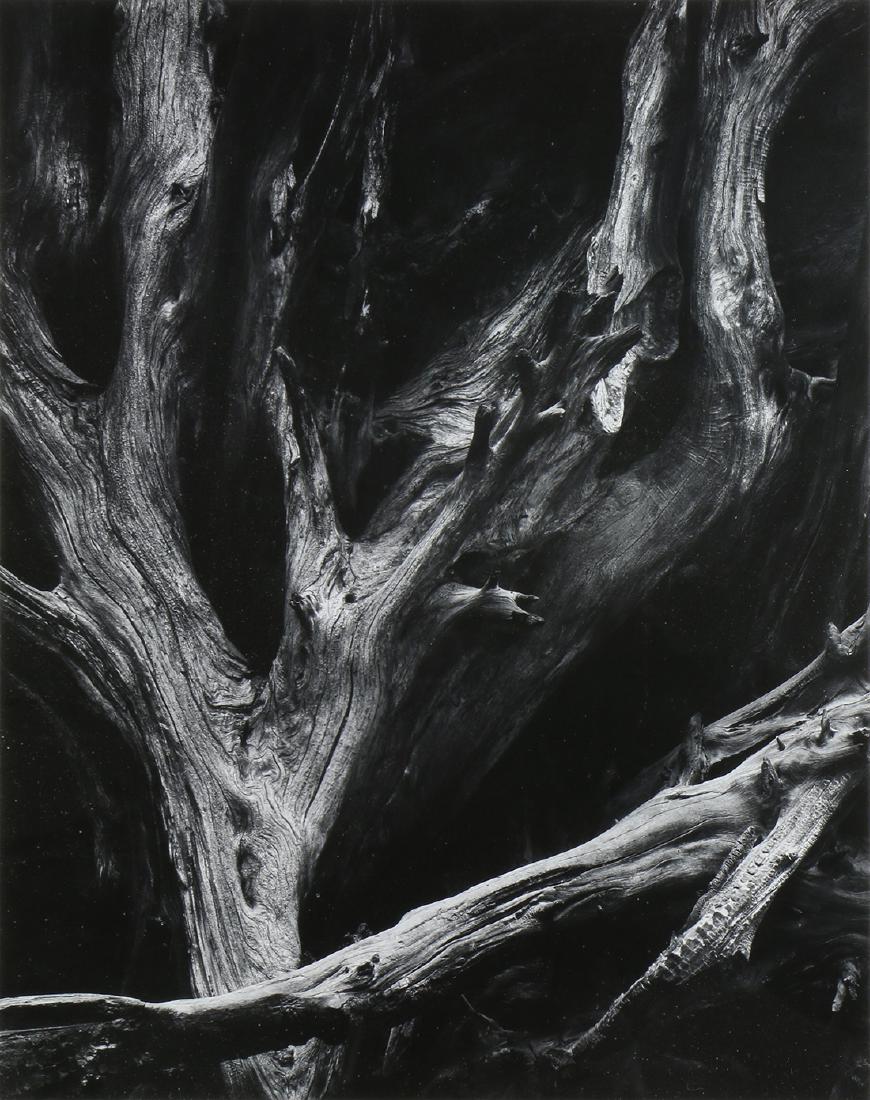 Photograph, Ansel Adams, Sequoia Roots, Mariposa Grove, (1 of 3)